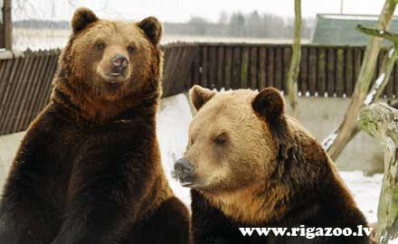 Rīgas Zoodārza brūnais lācis