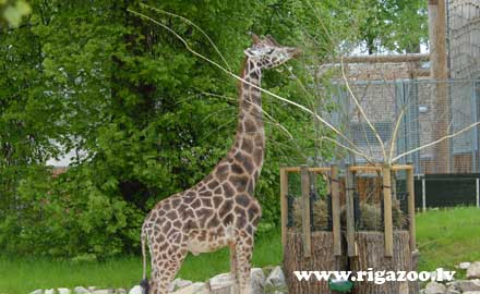 ZOO ZOO
